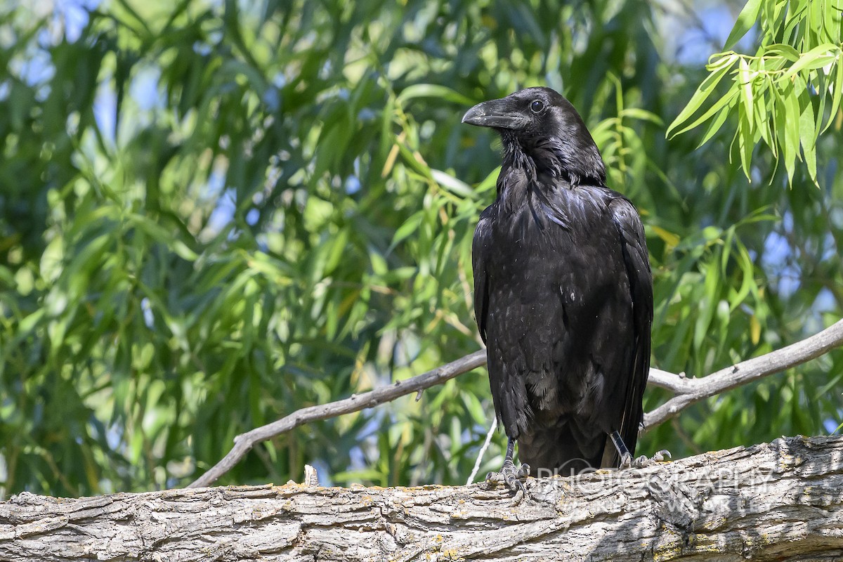 Common Raven - ML620758648