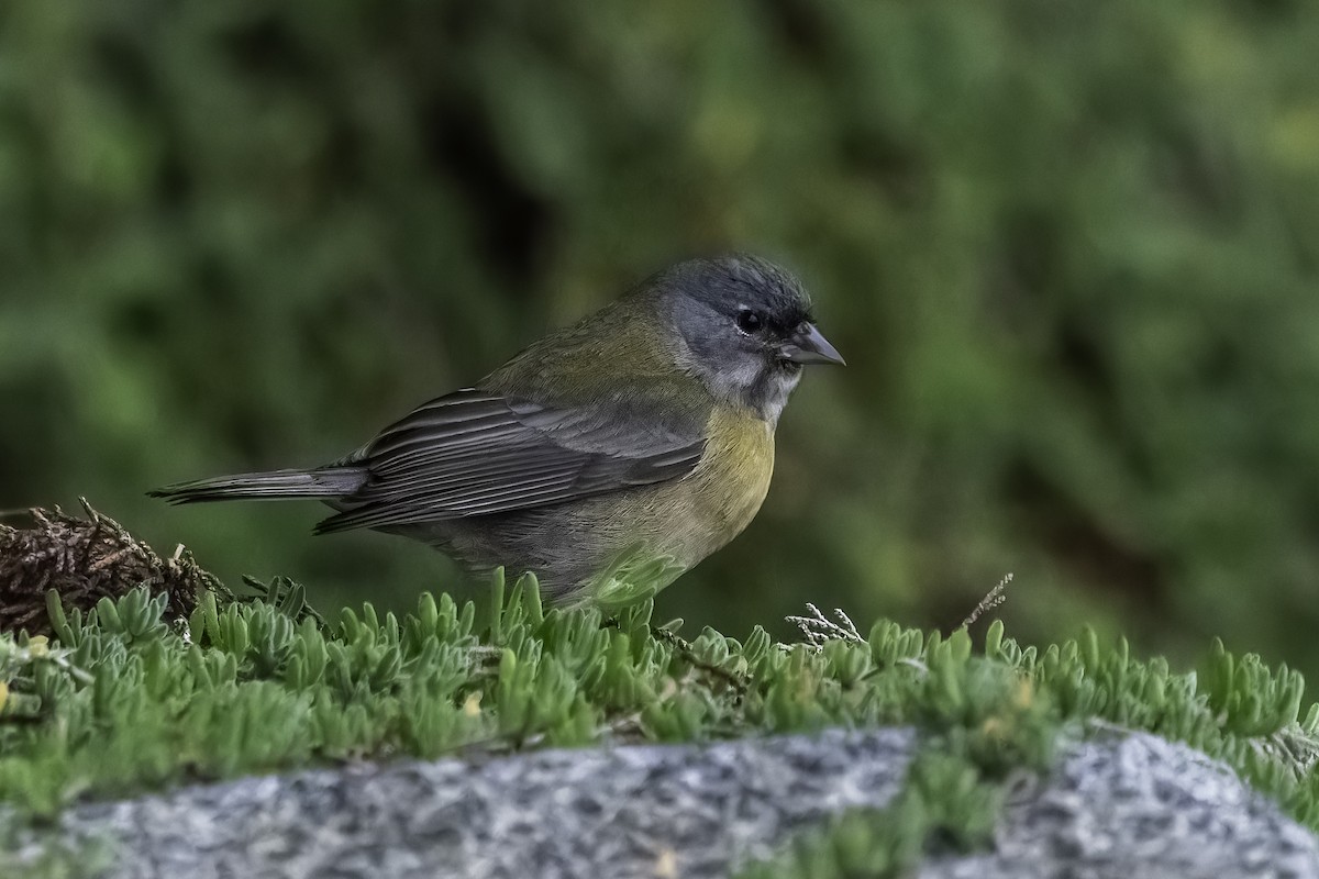 Gray-hooded Sierra Finch - ML620758649