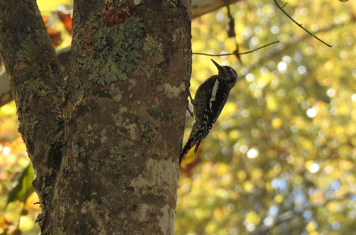 Yellow-bellied Sapsucker - ML620758654