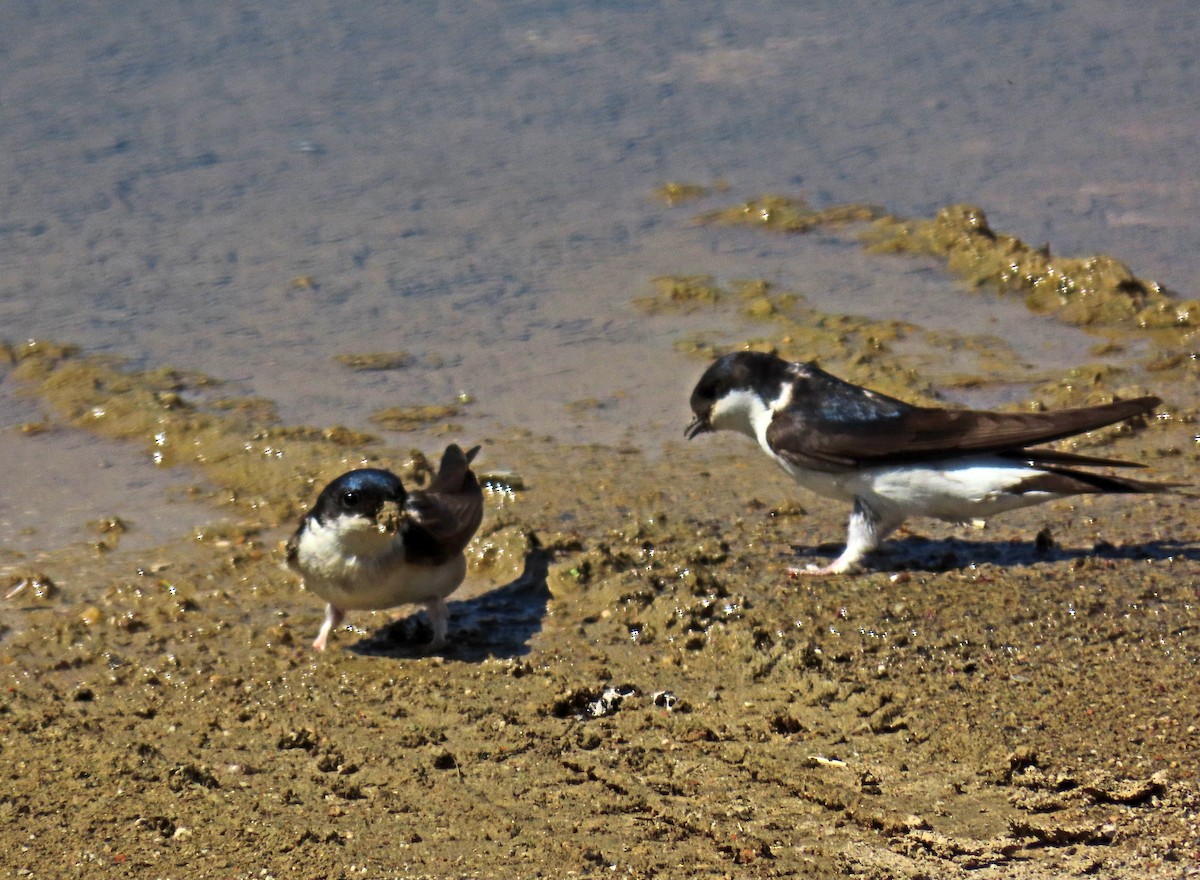 Western House-Martin - ML620758655