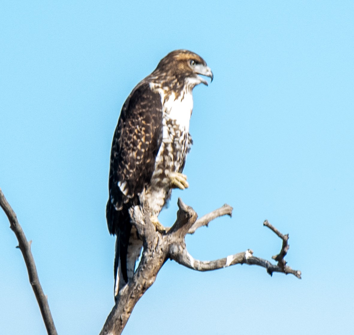 Red-tailed Hawk - Debra Miyamoto