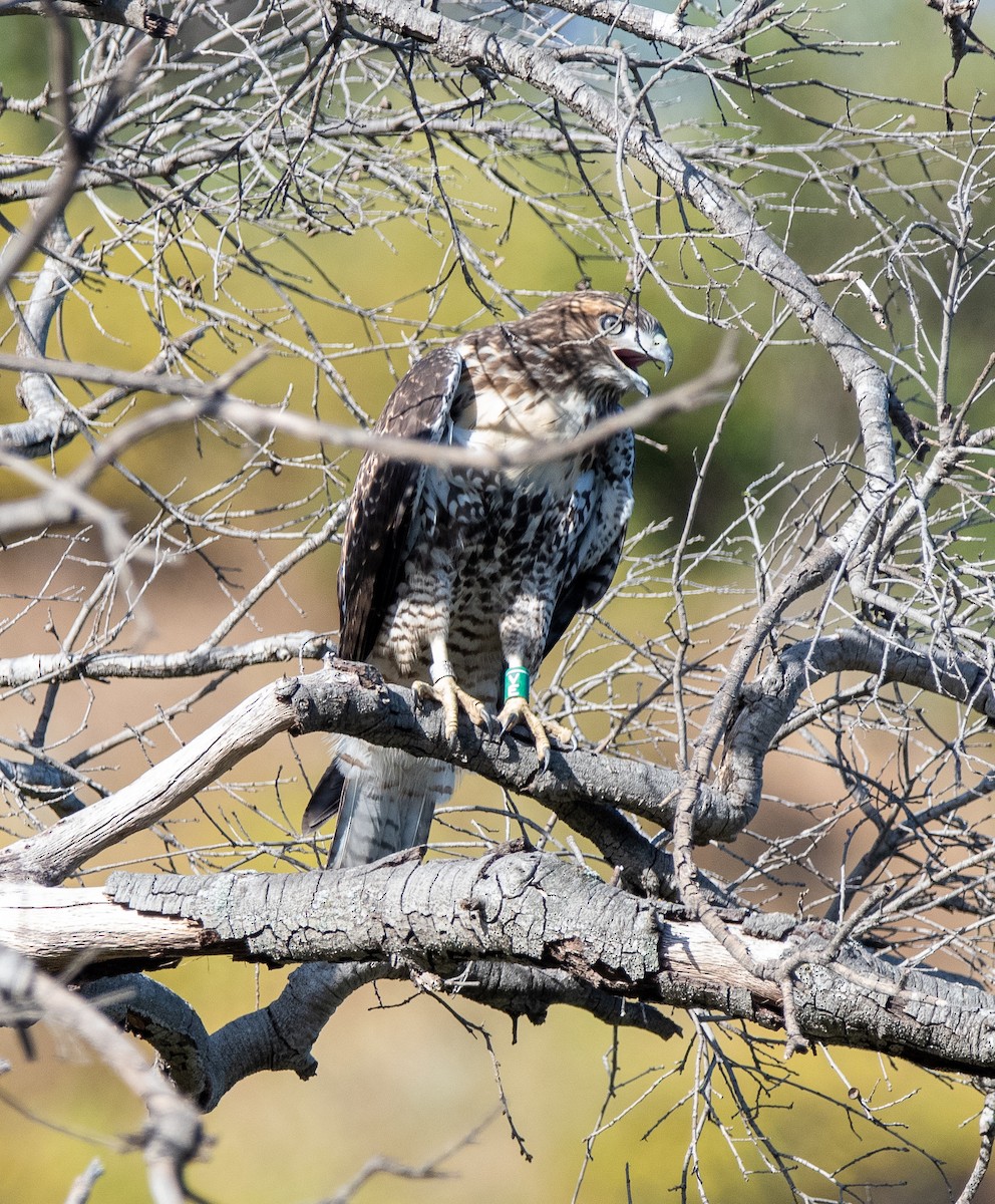 Red-tailed Hawk - ML620758657