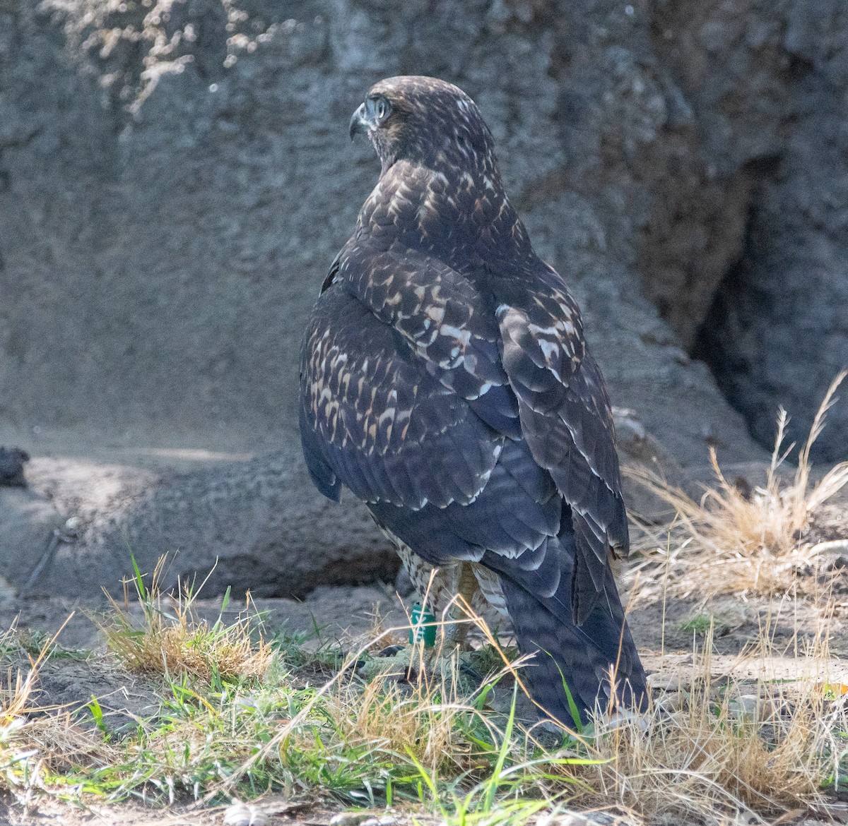 Red-tailed Hawk - ML620758658