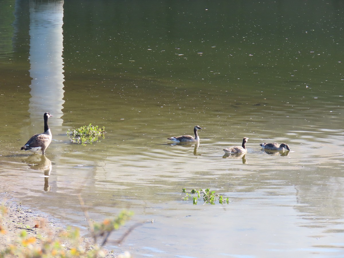 Canada Goose - ML620758660