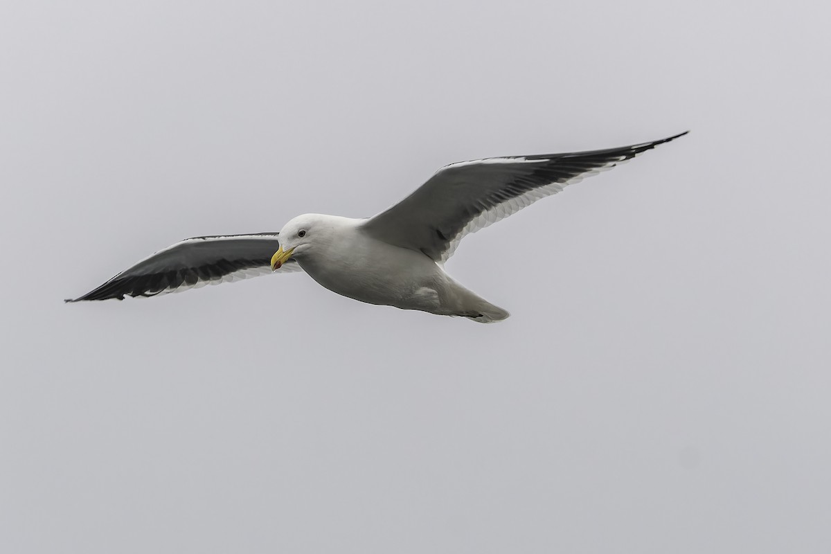 Gaviota Cocinera (dominicanus) - ML620758661