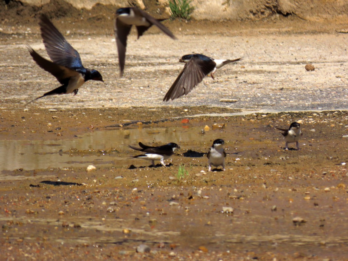 Western House-Martin - ML620758662