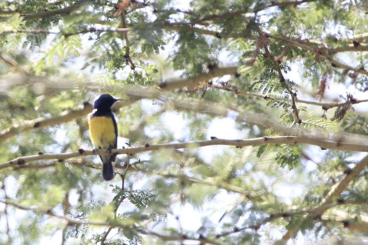 Variable Sunbird - Anna Siegel