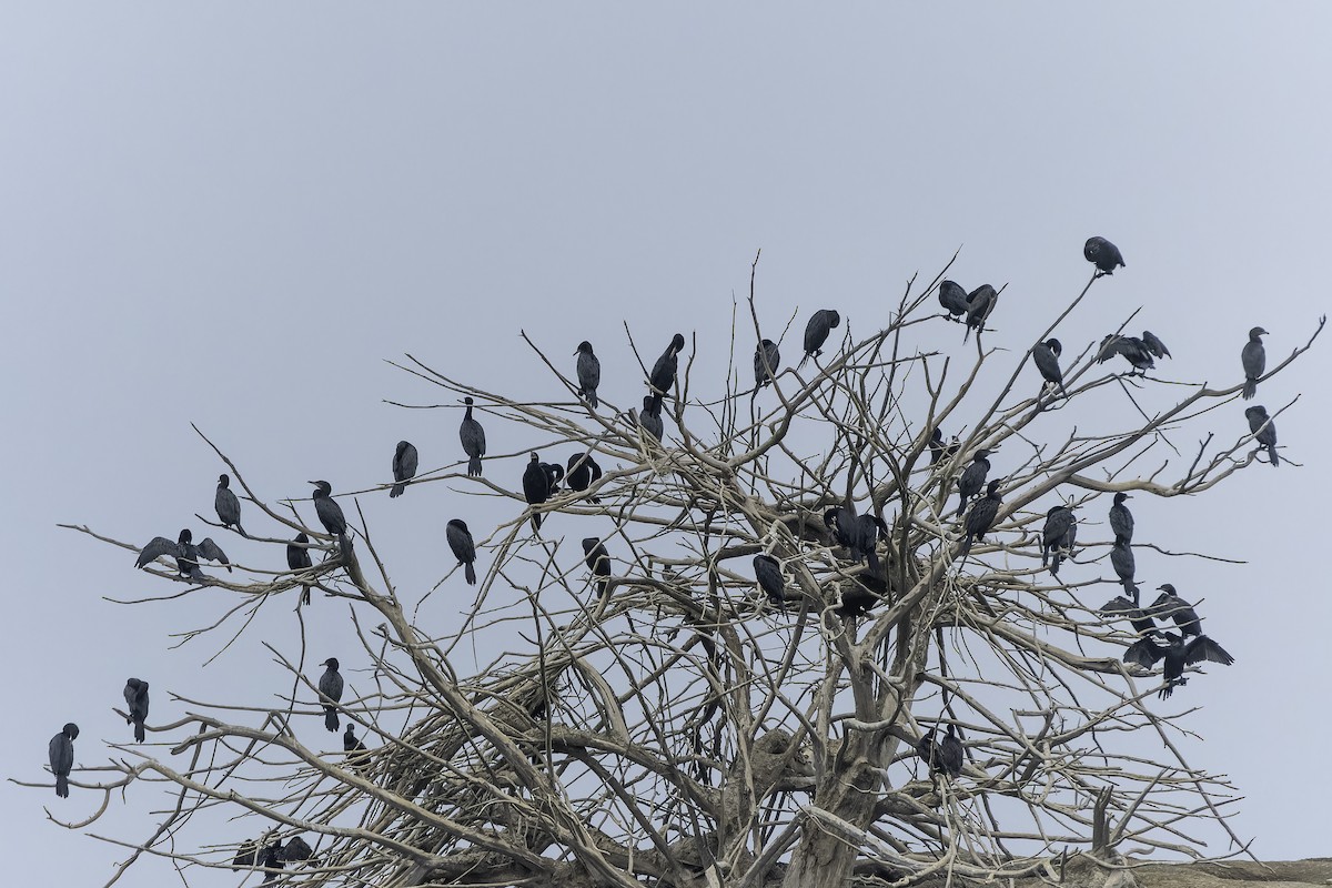 Neotropic Cormorant - Jorge Ugalde