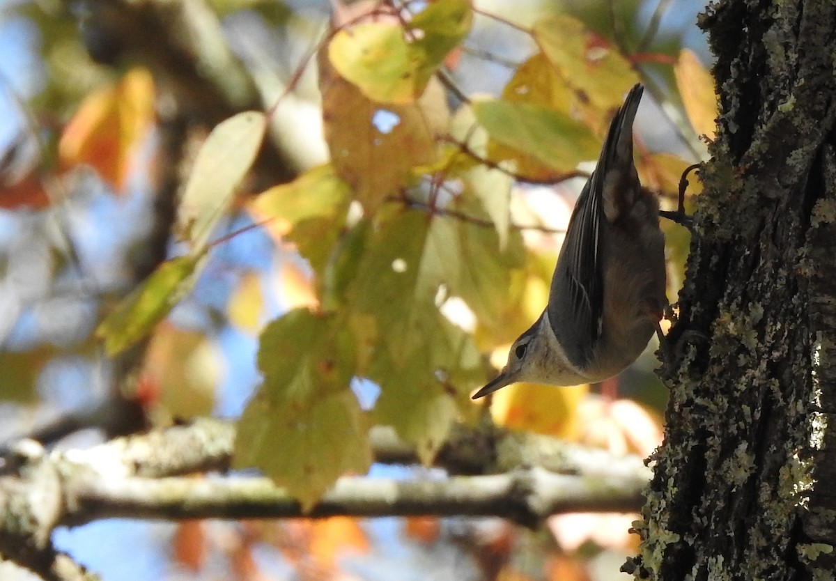 White-breasted Nuthatch - ML620758670