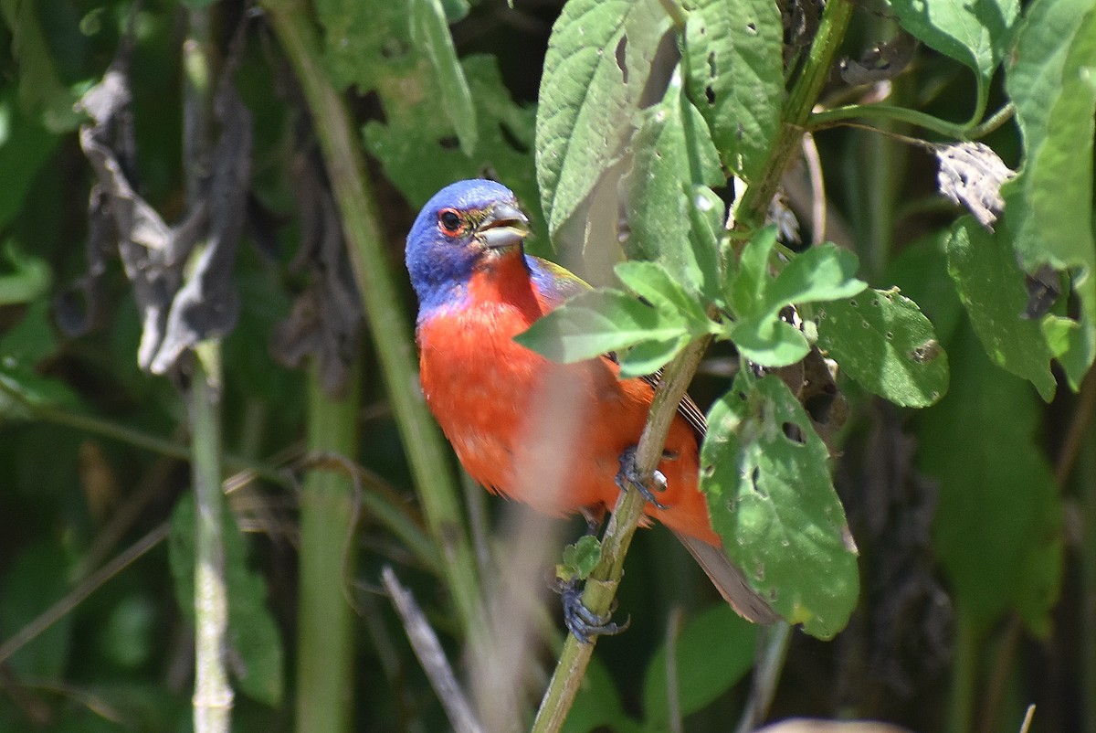 Painted Bunting - ML620758674