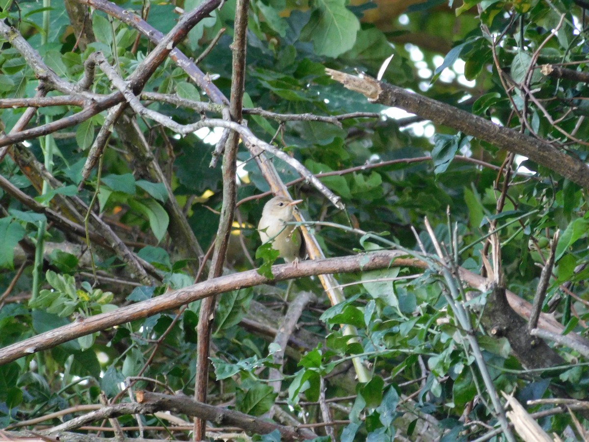 Marsh Warbler - ML620758685