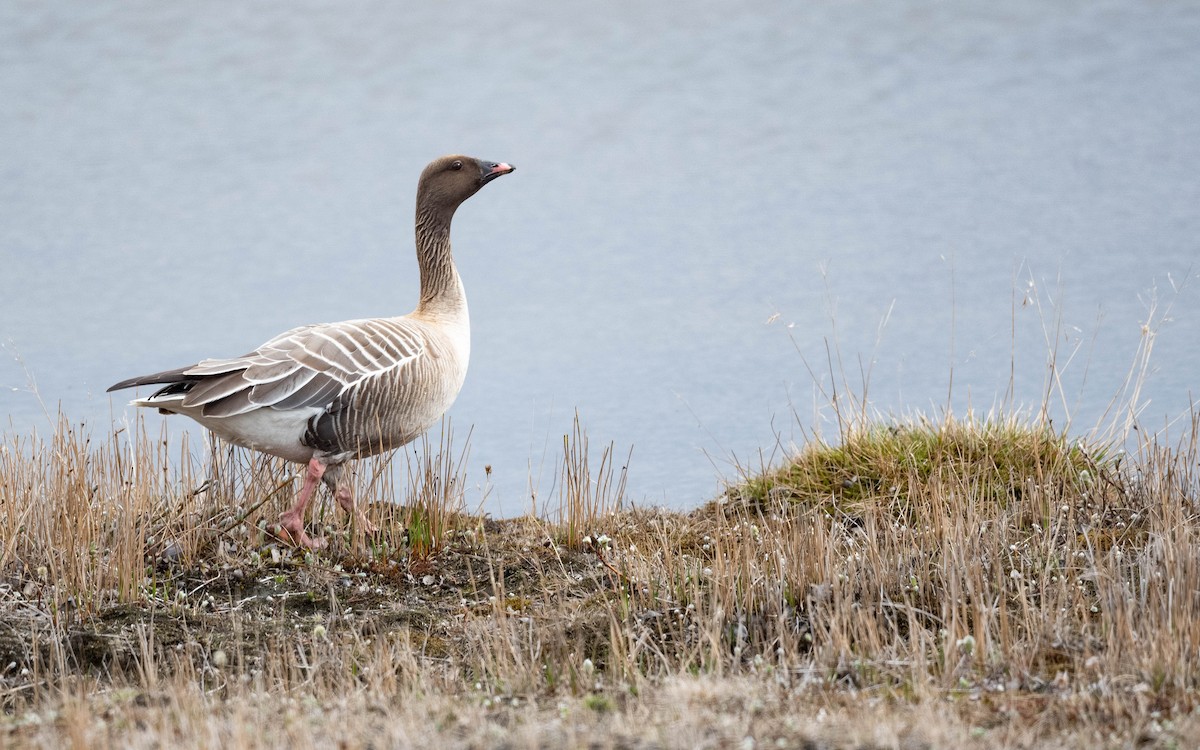 Pink-footed Goose - ML620758687