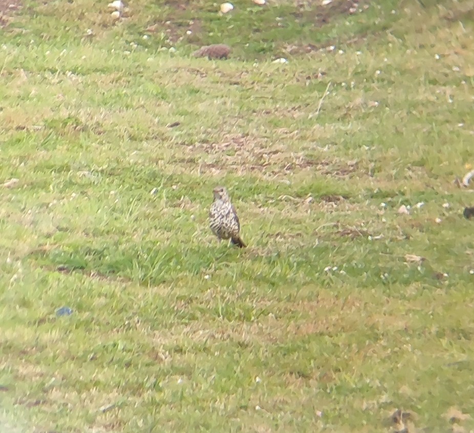 Mistle Thrush - Nicolás Guisande Vieito