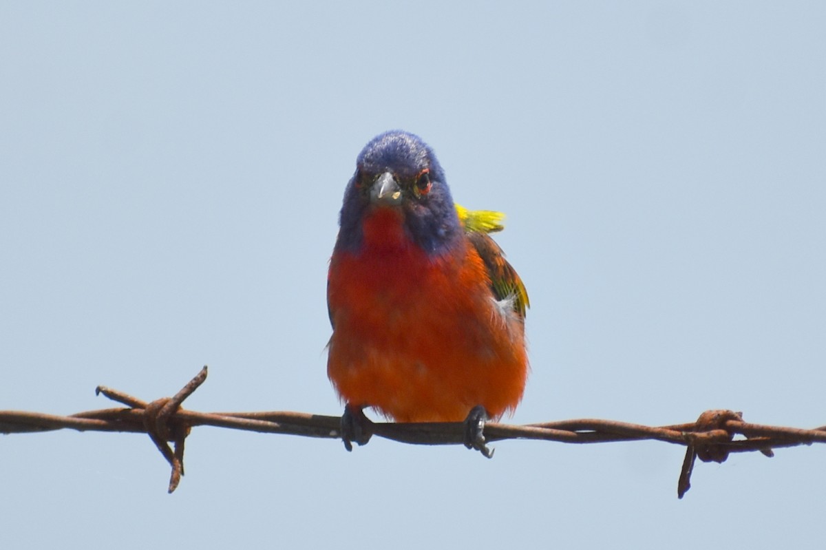 Painted Bunting - ML620758692