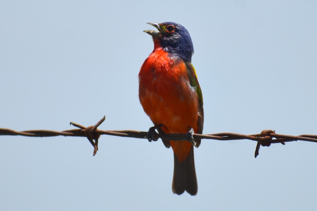 Painted Bunting - ML620758693