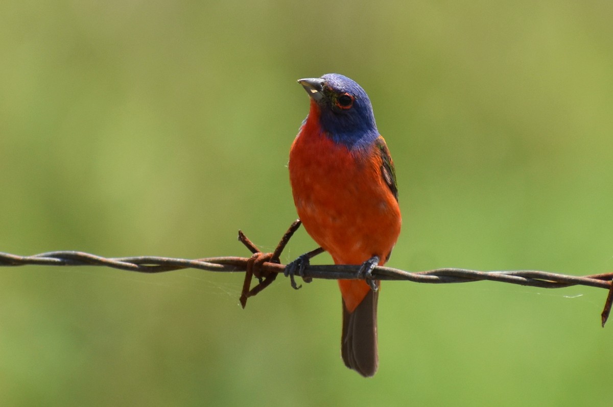 Painted Bunting - ML620758694