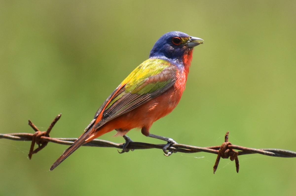 Painted Bunting - Claire H