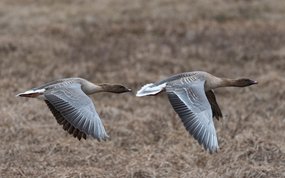 Pink-footed Goose - ML620758700