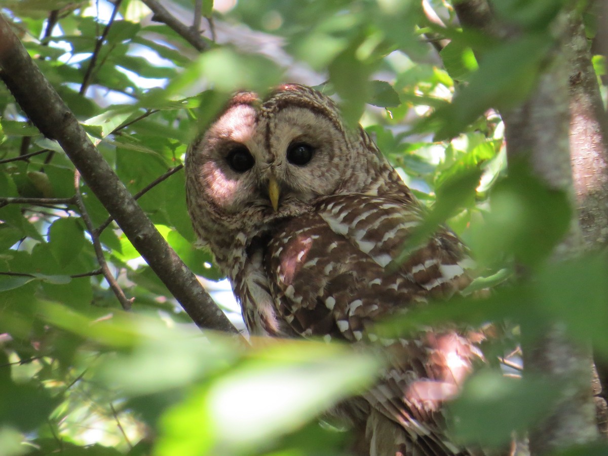 Barred Owl - ML620758705