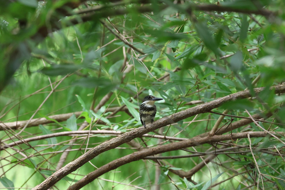 Green Kingfisher - ML620758708