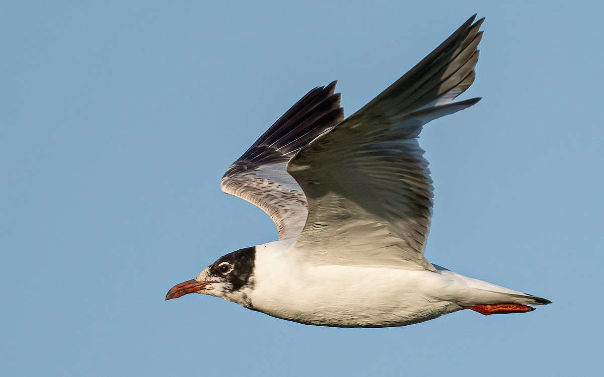 Mediterranean Gull - ML620758712