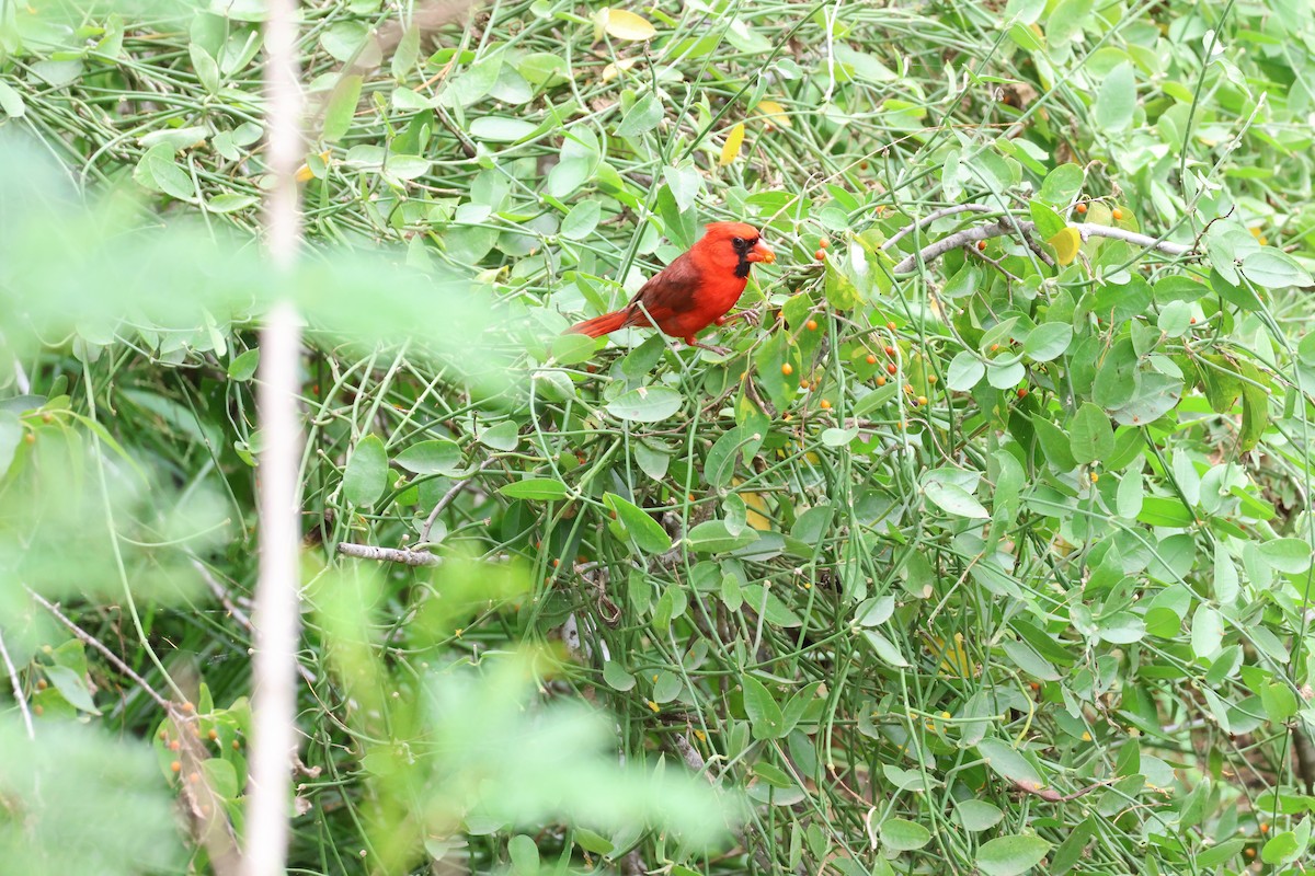 Cardinal rouge - ML620758713