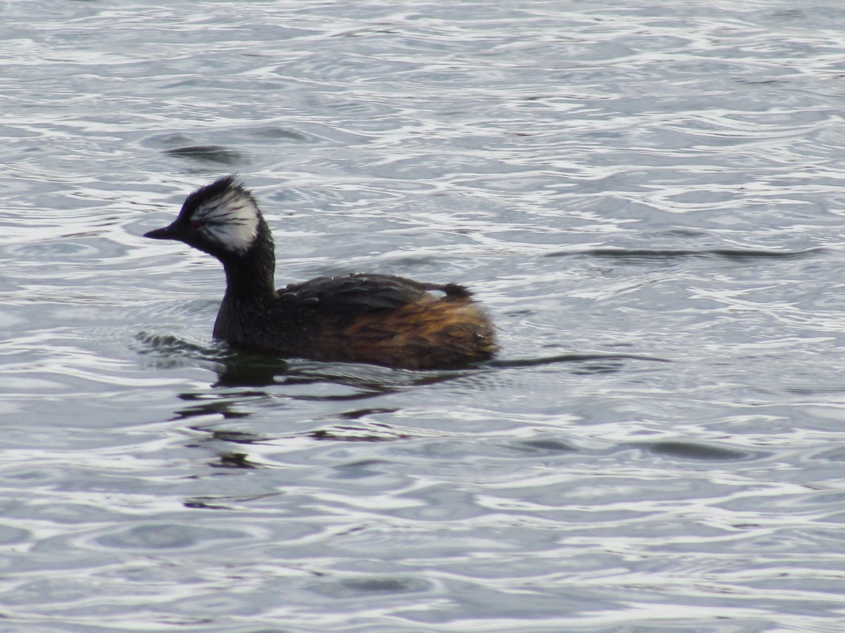 White-tufted Grebe - ML620758714