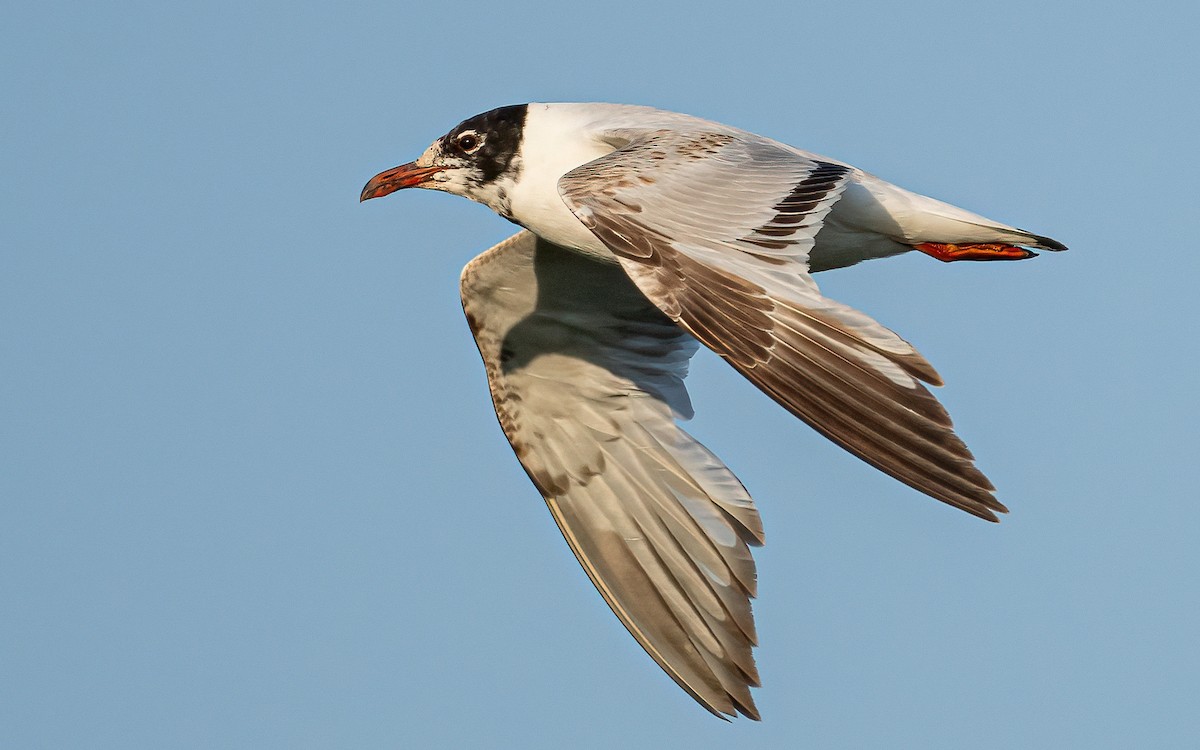 Mouette mélanocéphale - ML620758715