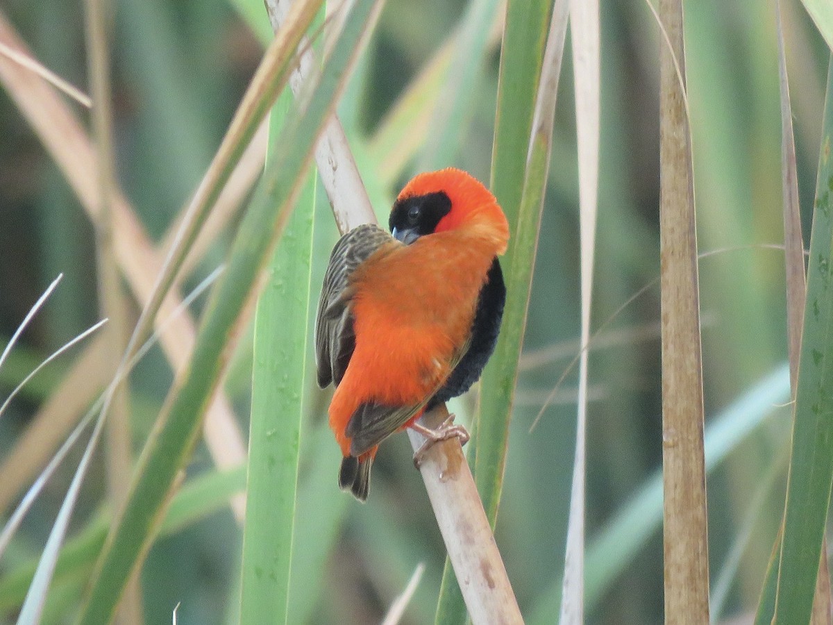 Southern Red Bishop - ML620758716