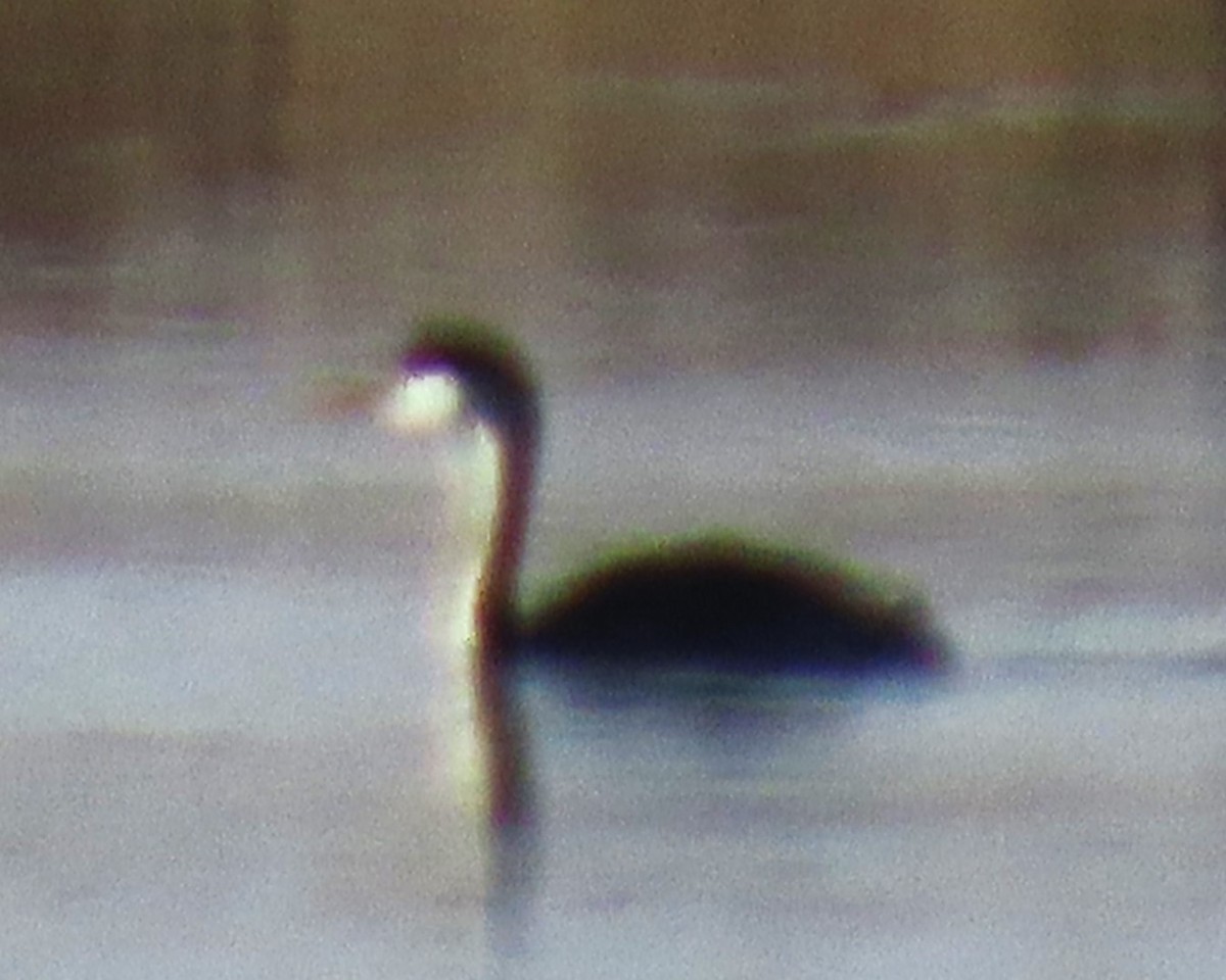 Western Grebe - ML620758717