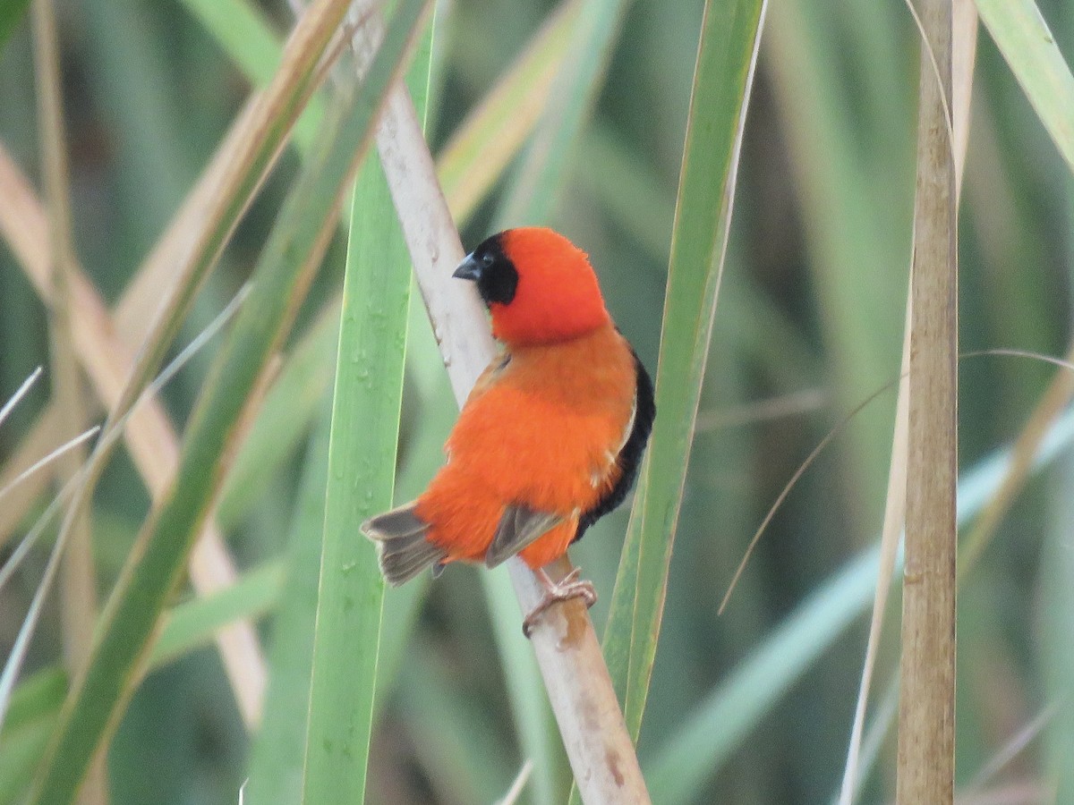 Southern Red Bishop - ML620758720