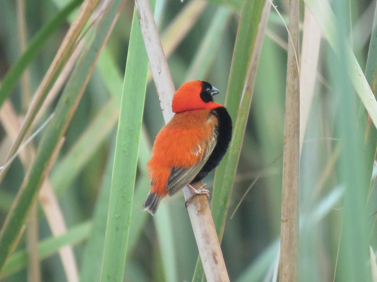 Southern Red Bishop - ML620758721