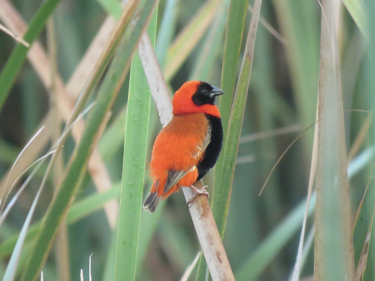 Southern Red Bishop - ML620758722