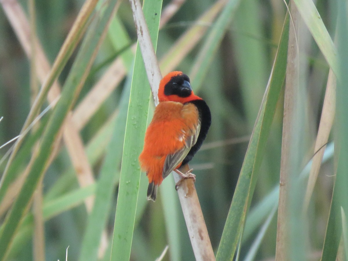 Southern Red Bishop - ML620758723