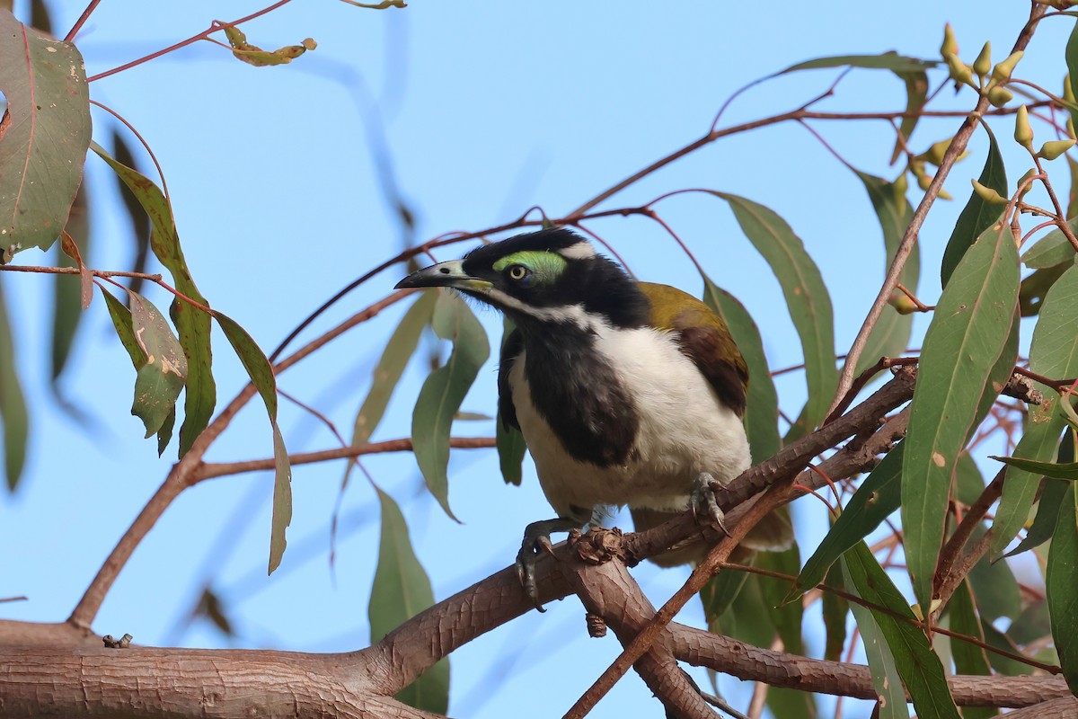 Blue-faced Honeyeater - ML620758725