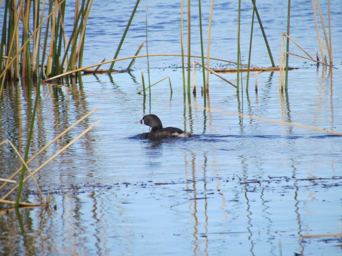 Pied-billed Grebe - ML620758728