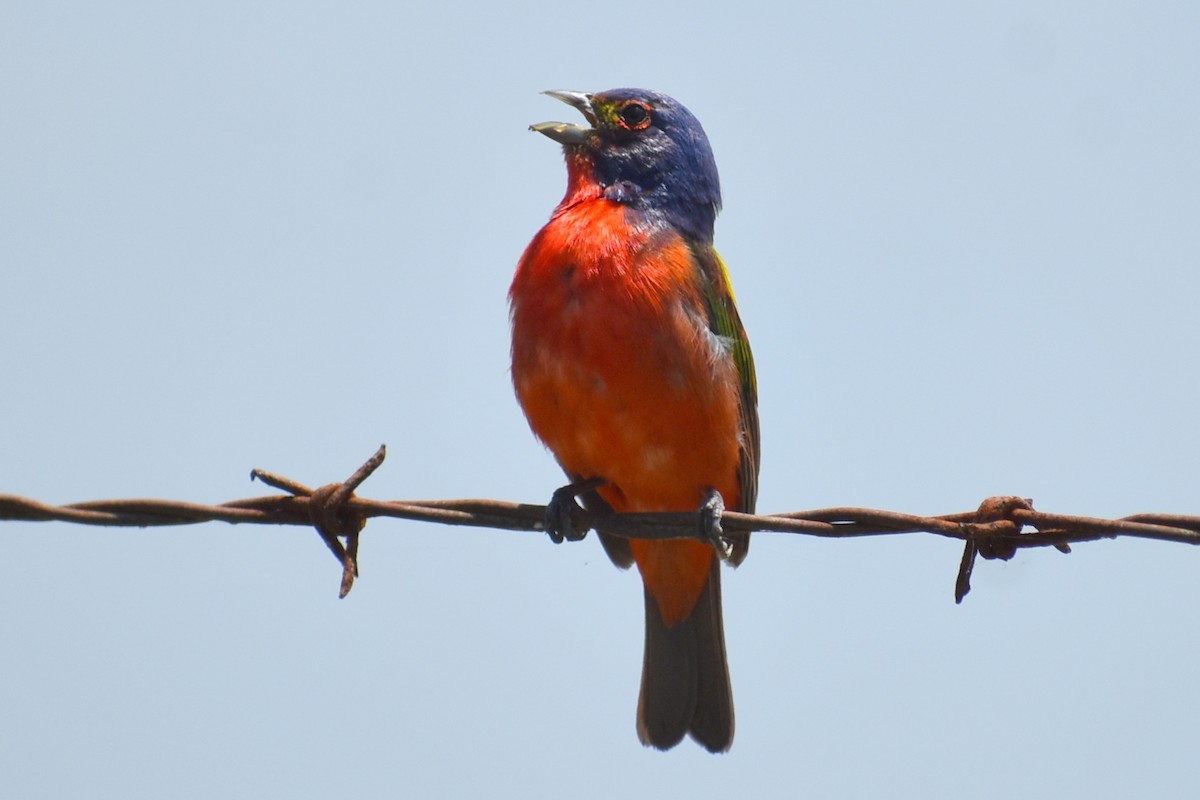 Painted Bunting - ML620758729