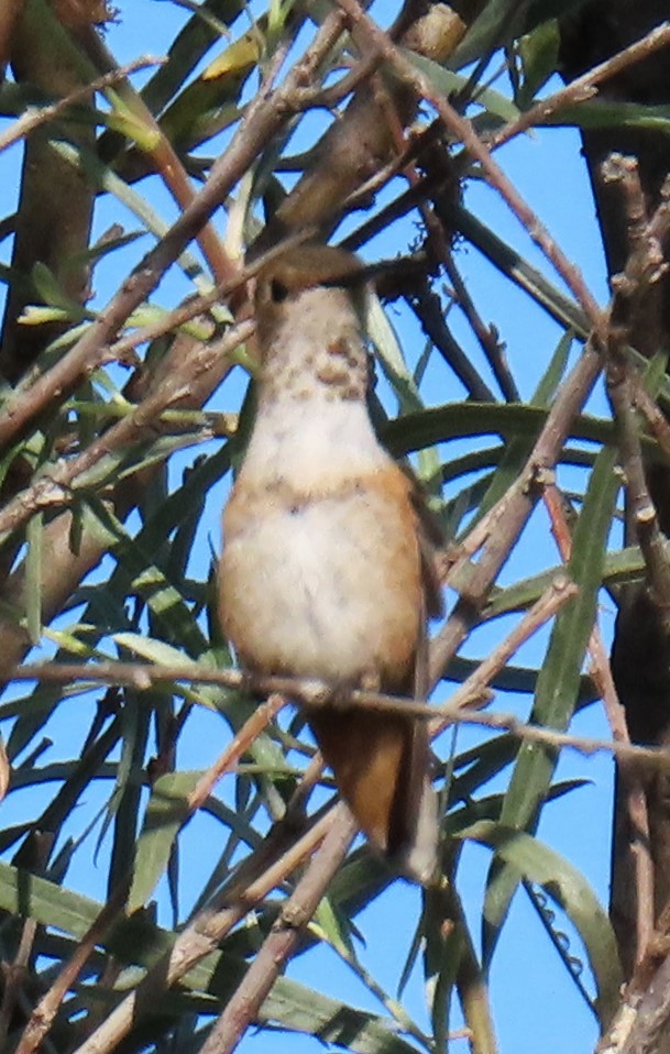 Colibrí de Allen - ML620758730