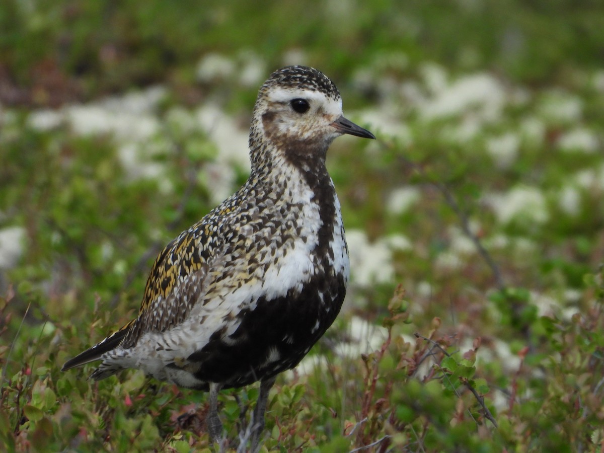 European Golden-Plover - ML620758731