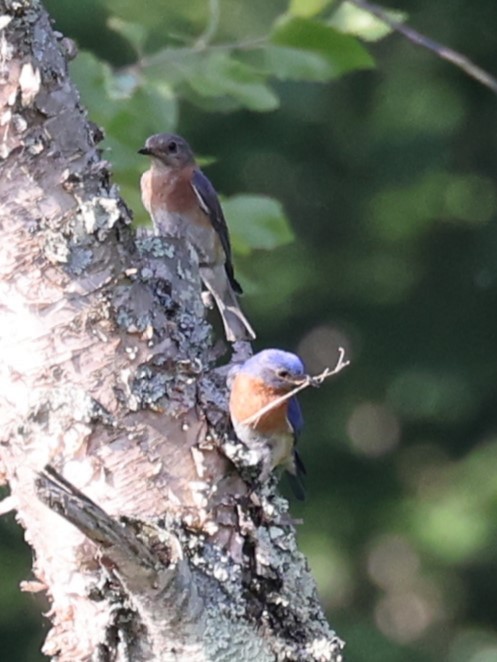 Eastern Bluebird - ML620758734