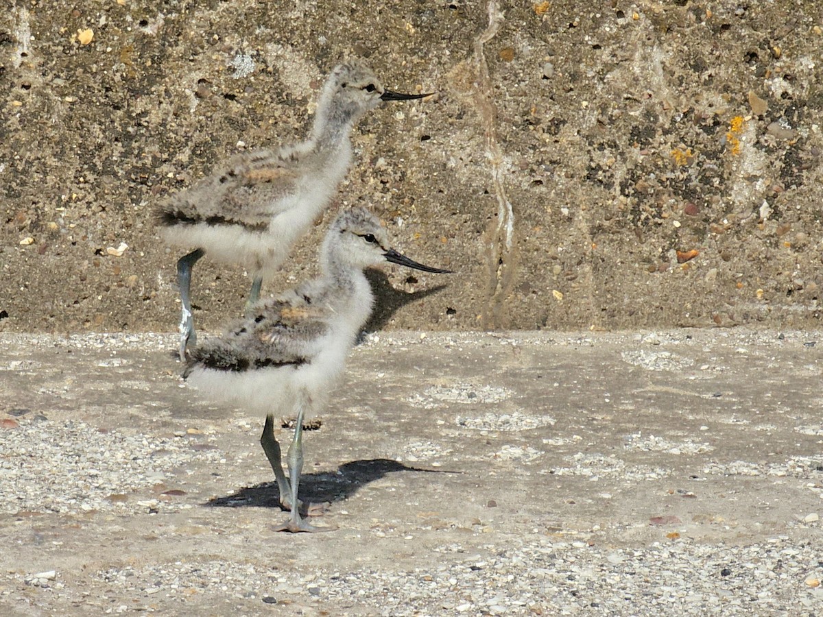 Avocette élégante - ML620758736