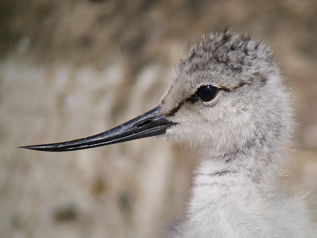 Avocette élégante - ML620758737