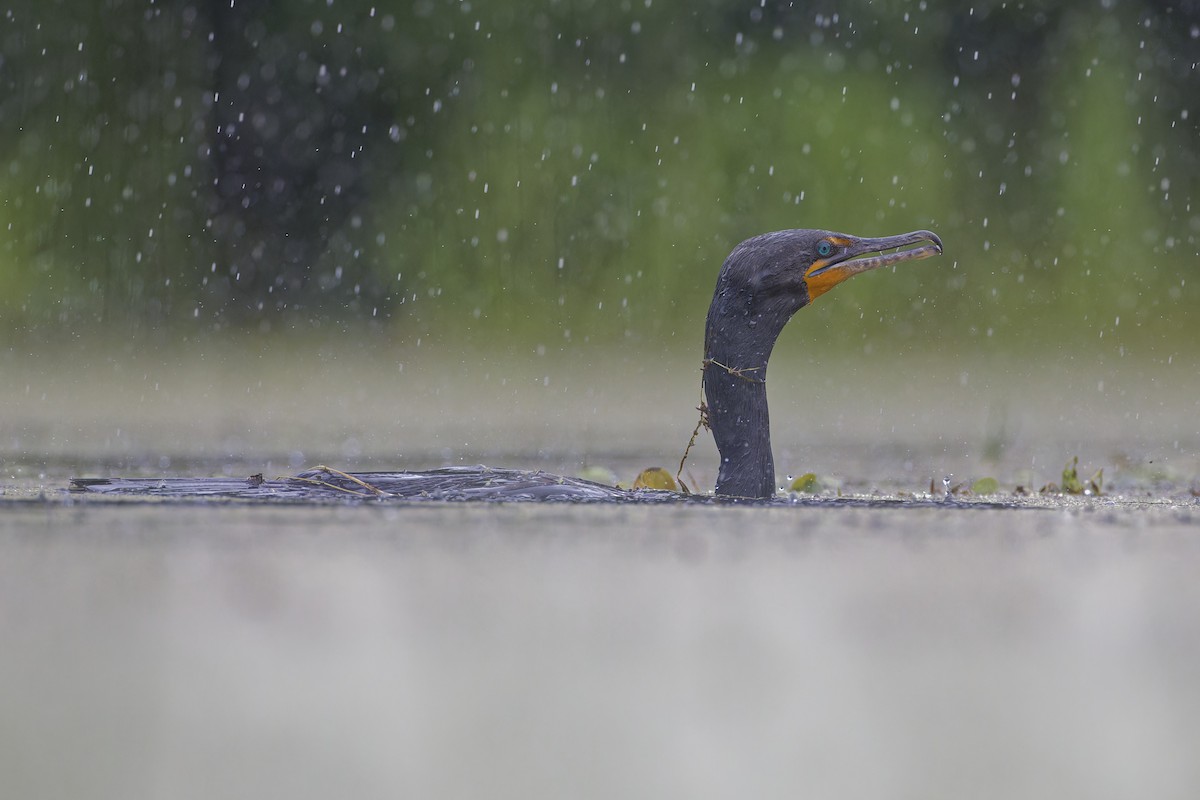 Cormoran à aigrettes - ML620758738