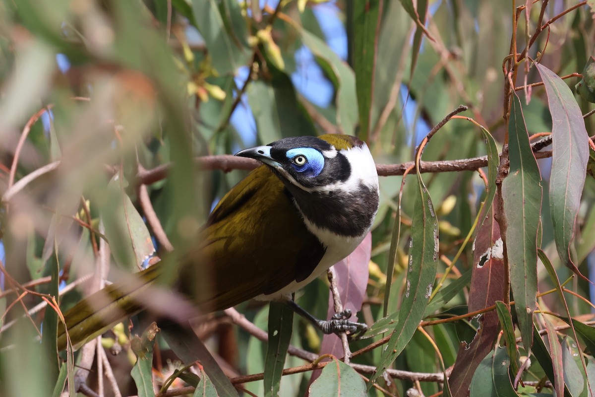 Blue-faced Honeyeater - ML620758744