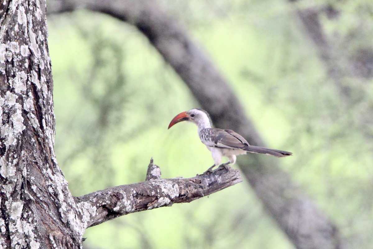 Northern Red-billed Hornbill - ML620758746