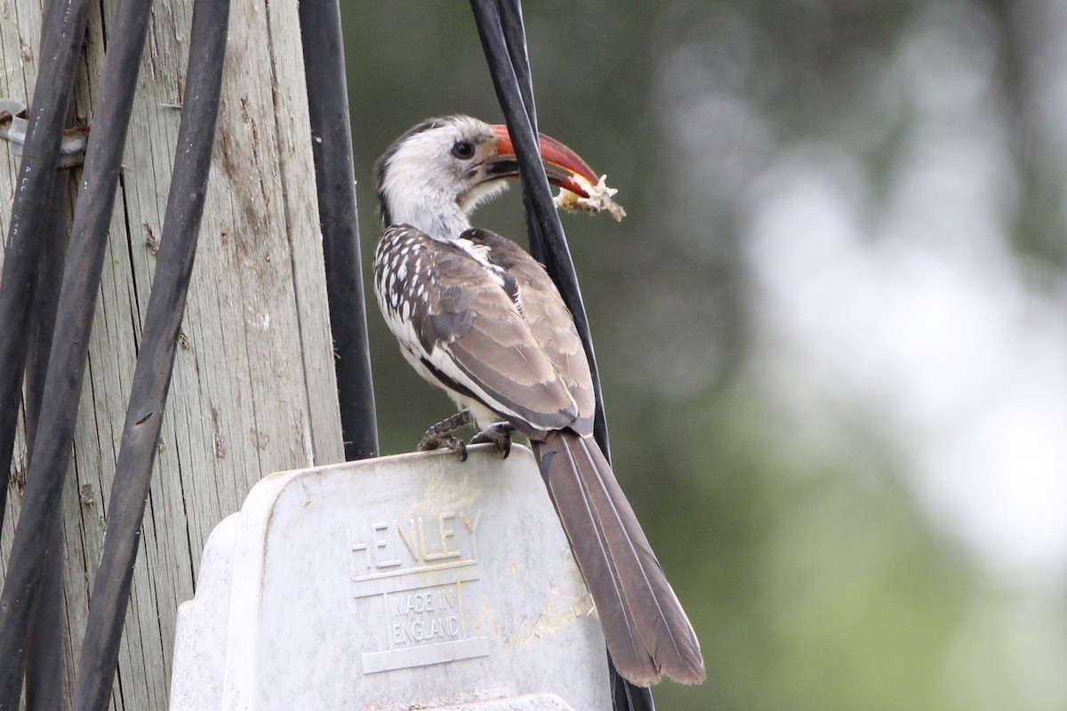 Northern Red-billed Hornbill - Anna Siegel