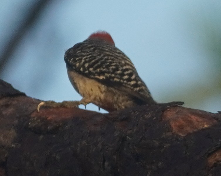 Red-bellied Woodpecker - ML620758750