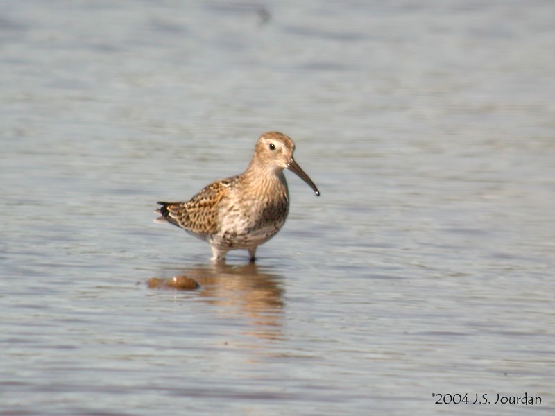 Dunlin - ML620758760