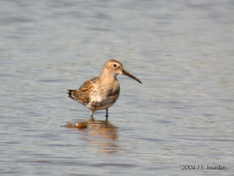 Dunlin - ML620758762