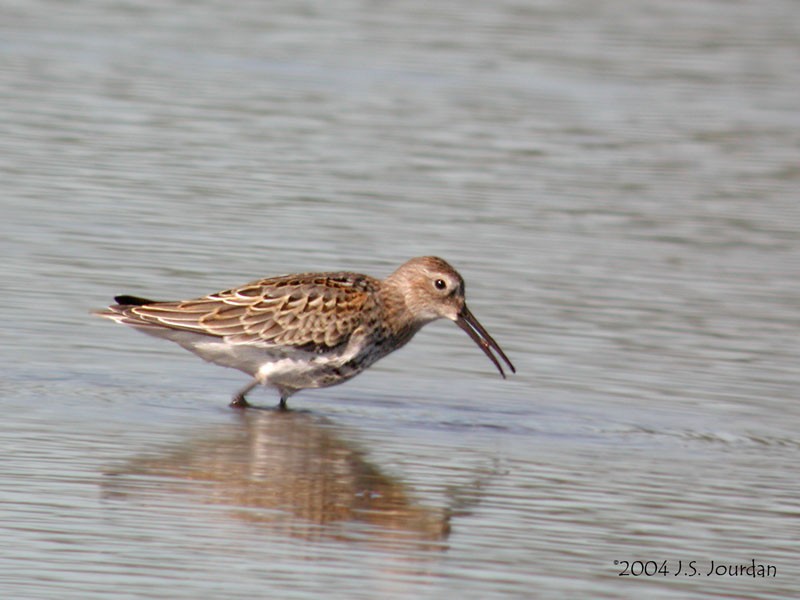 Dunlin - ML620758764